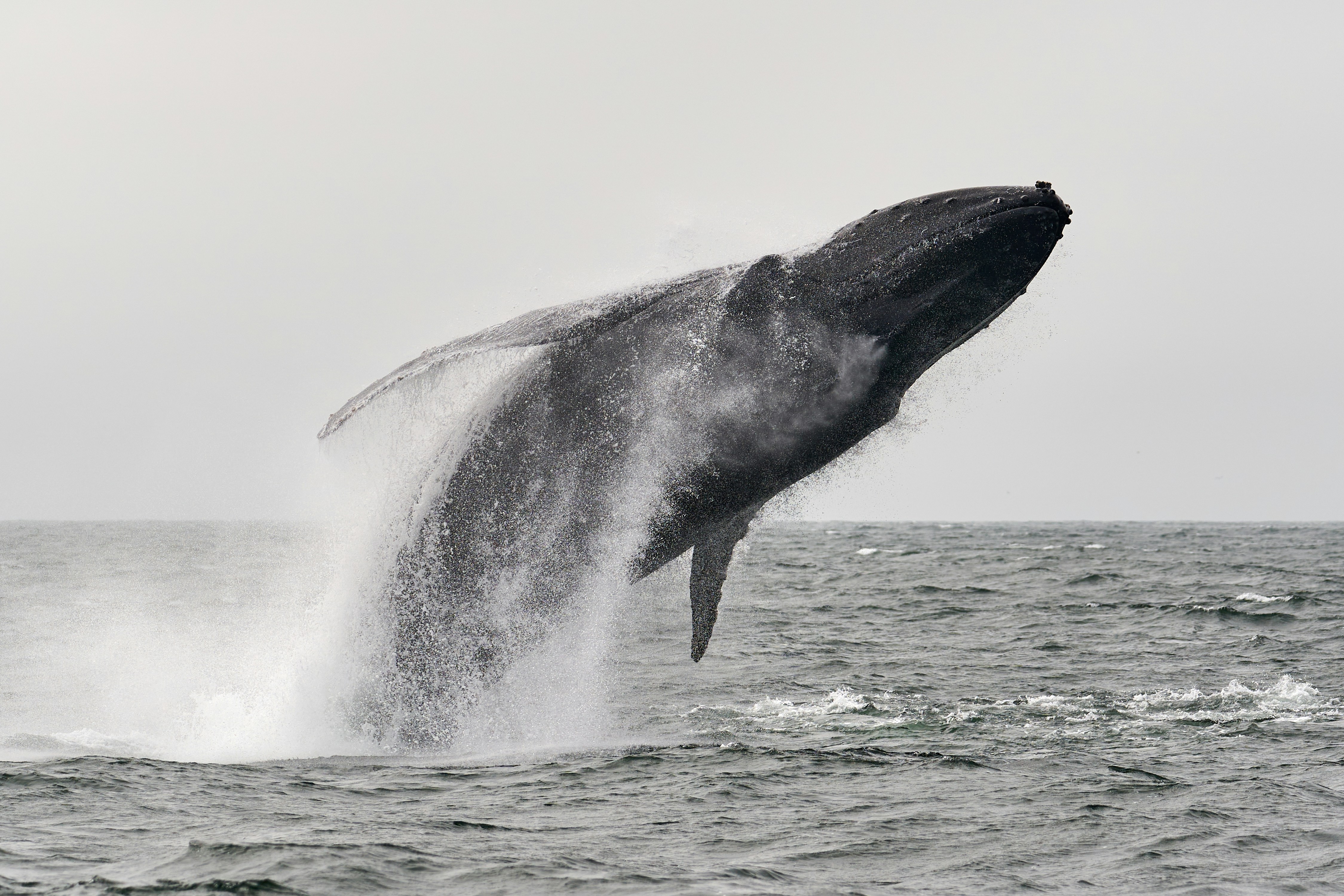 Complete Guide to Lyngen Wildlife: Whales, Reindeer, and Arctic Birds